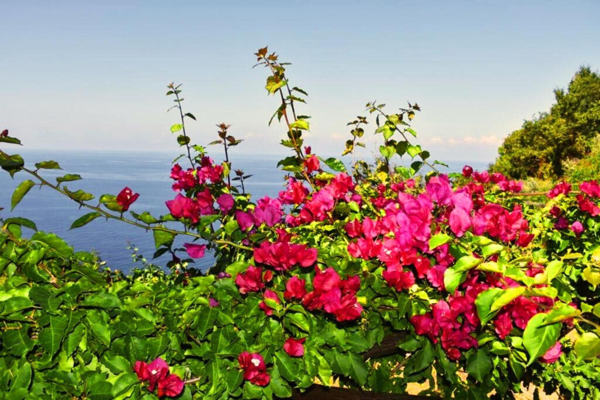 Bellezza In Cilento Panoramic Apts Castellabate Ngoại thất bức ảnh